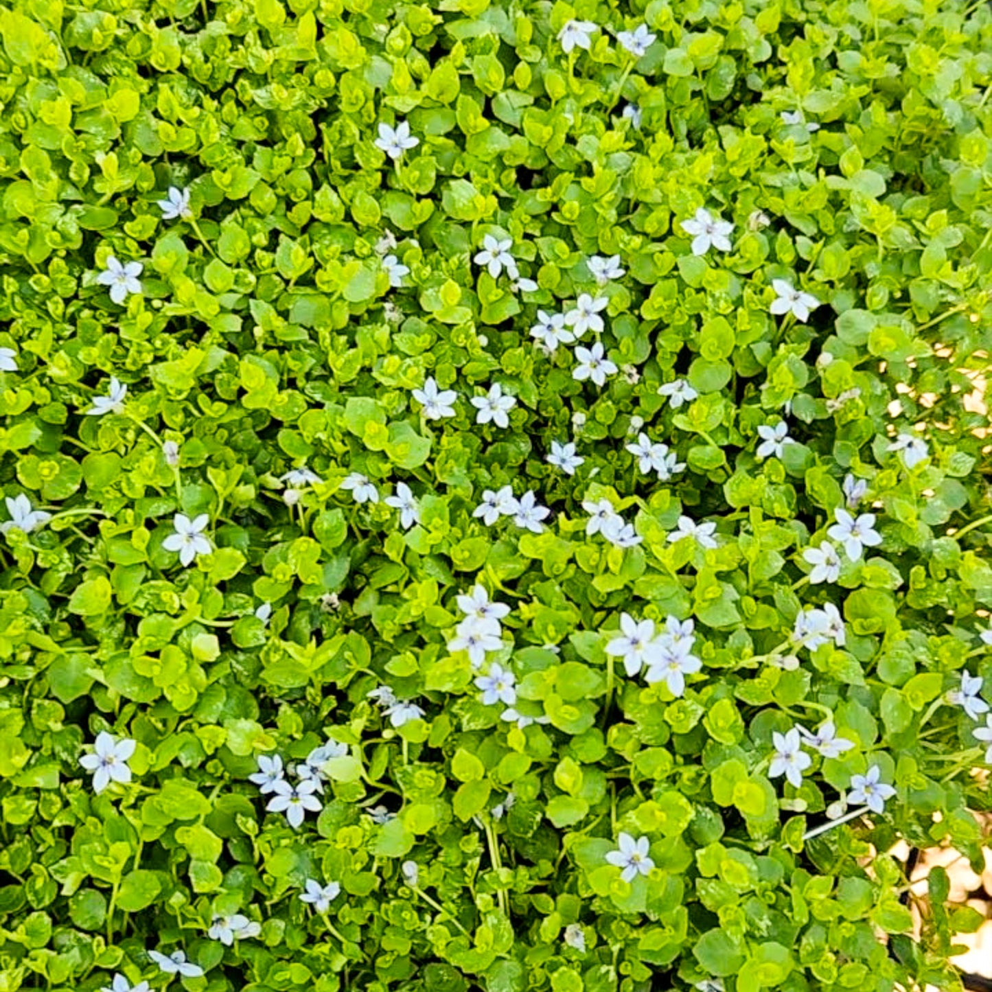 Blue Star Creeper (Isotoma fluviatilis) ~ Trio of 3 Hefty Plants
