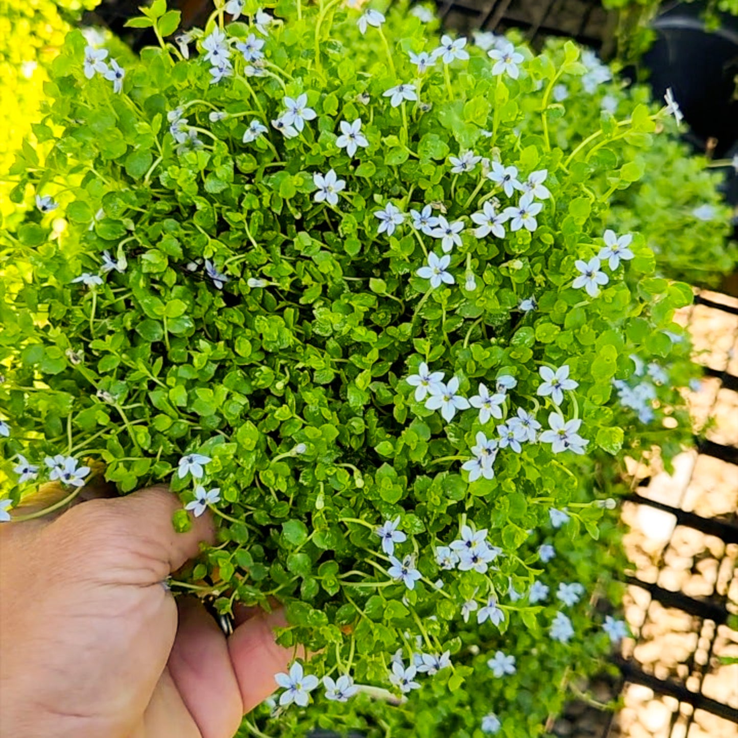 Blue Star Creeper (Isotoma fluviatilis) ~ Trio of 3 Hefty Plants