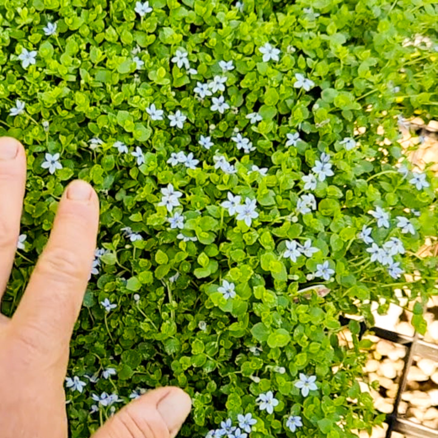 Blue Star Creeper (Isotoma fluviatilis) ~ Trio of 3 Hefty Plants