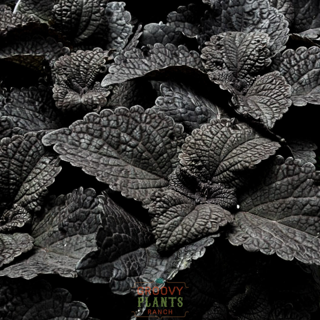 'Dark Star' Coleus ~ Trio of 3 Hefty Plants for Preorder