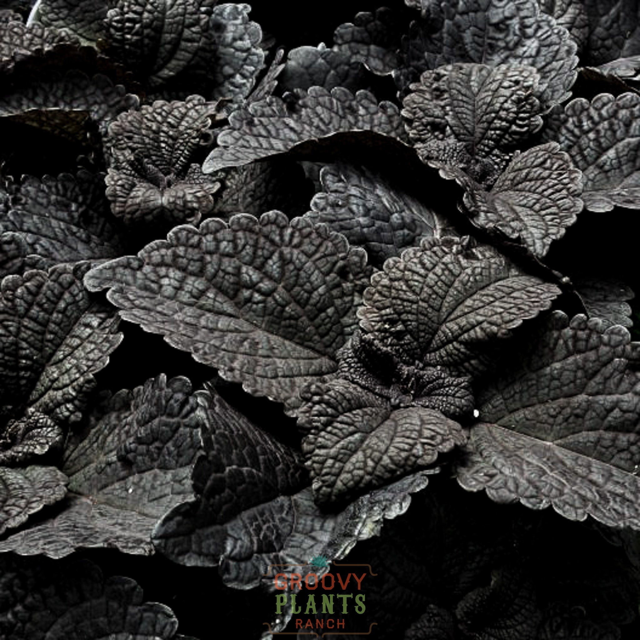 'Dark Star' Coleus ~ Trio of 3 Hefty Plants for Preorder