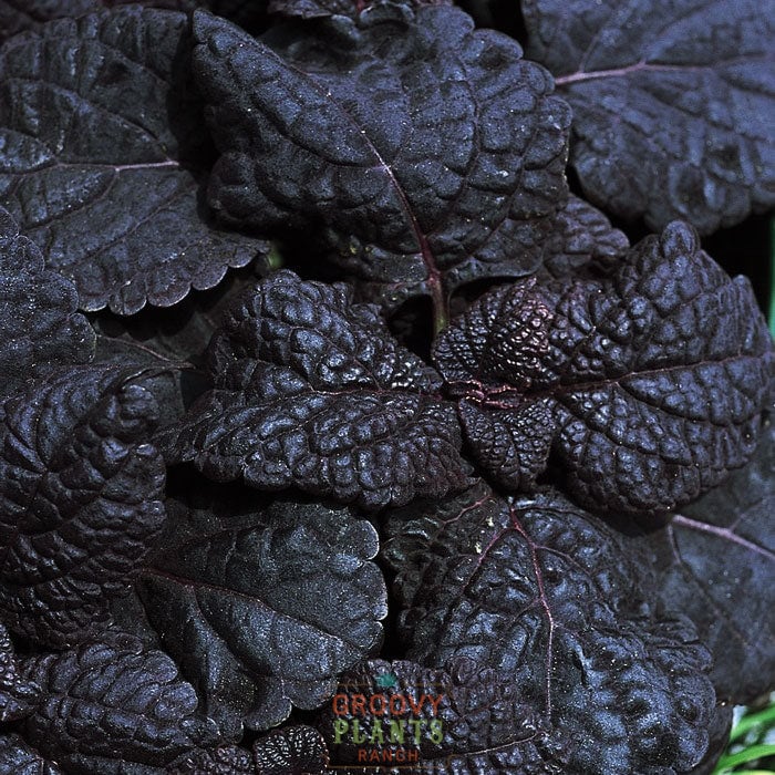 'Dark Star' Coleus ~ Trio of 3 Hefty Plants for Preorder