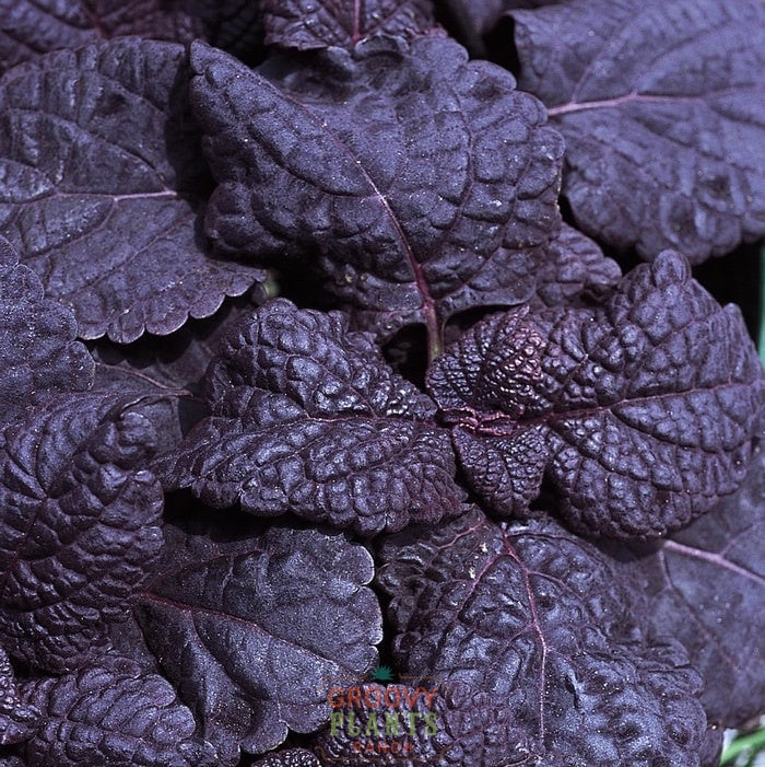 'Dark Star' Coleus ~ Trio of 3 Hefty Plants for Preorder
