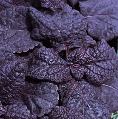 'Dark Star' Coleus ~ Trio of 3 Hefty Plants for Preorder