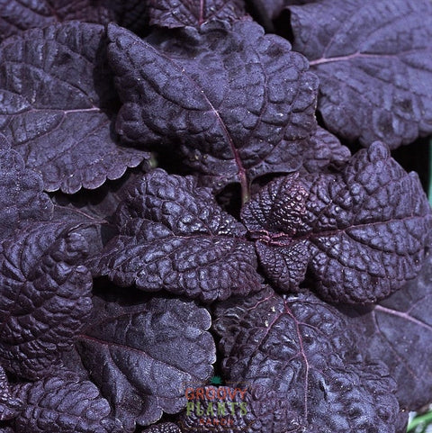 'Dark Star' Coleus ~ Trio of 3 Hefty Plants for Preorder