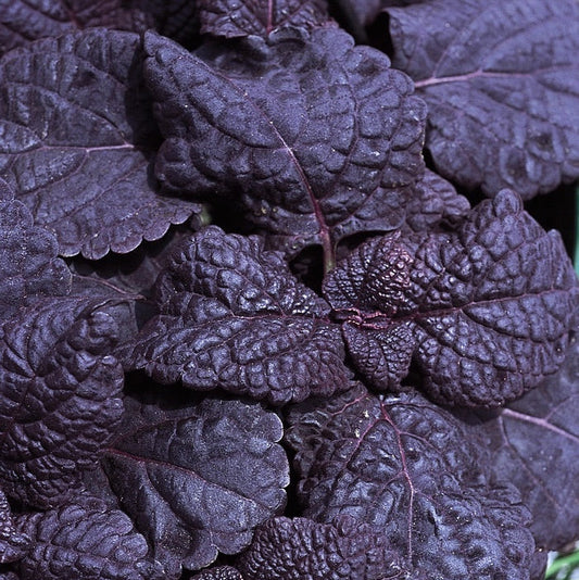 'Dark Star' Coleus ~ Trio of 3 Hefty Plants for Preorder