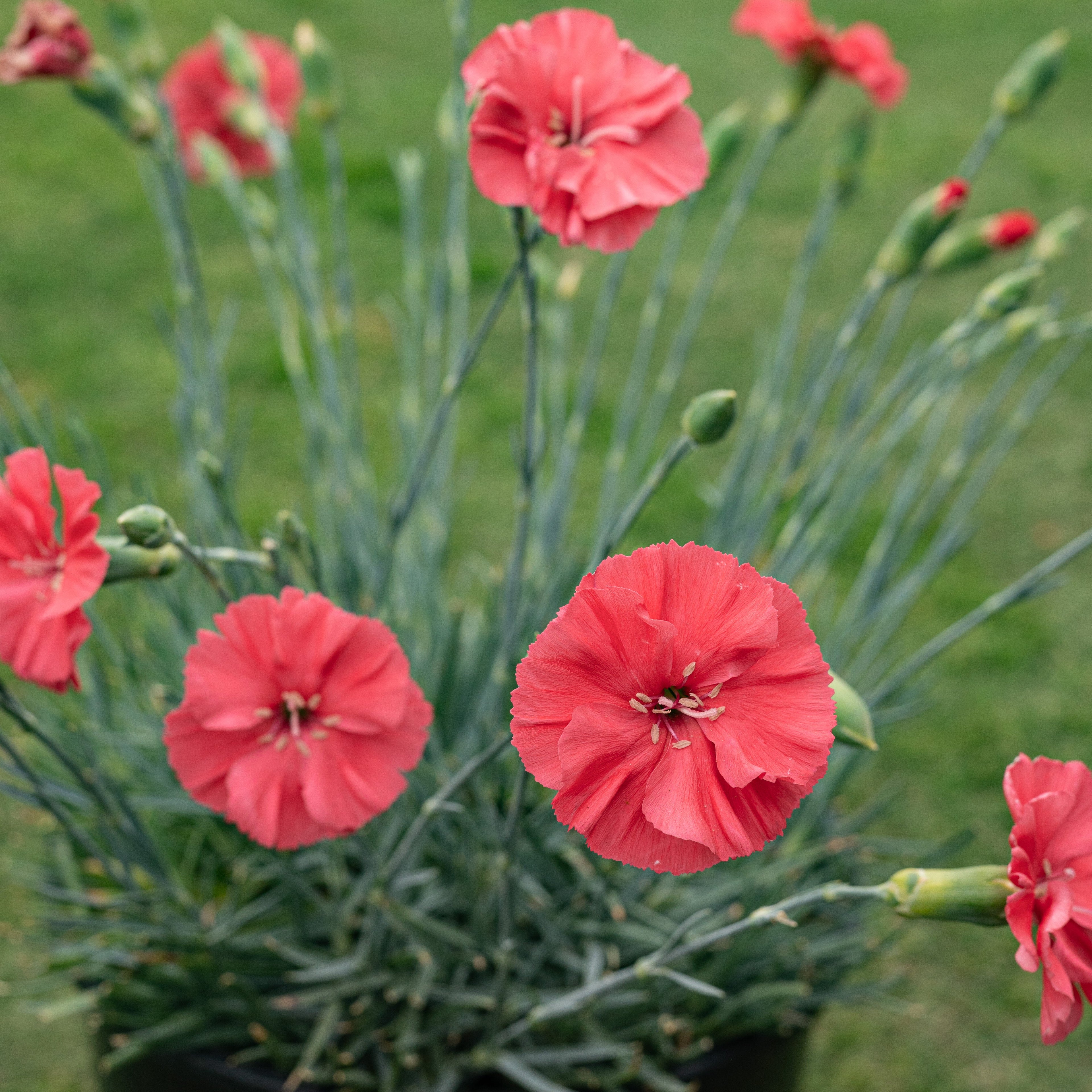 Dianthus American Pie® 'Orange Meringue' ~ Trio of 3 Hefty Plants for Preorder