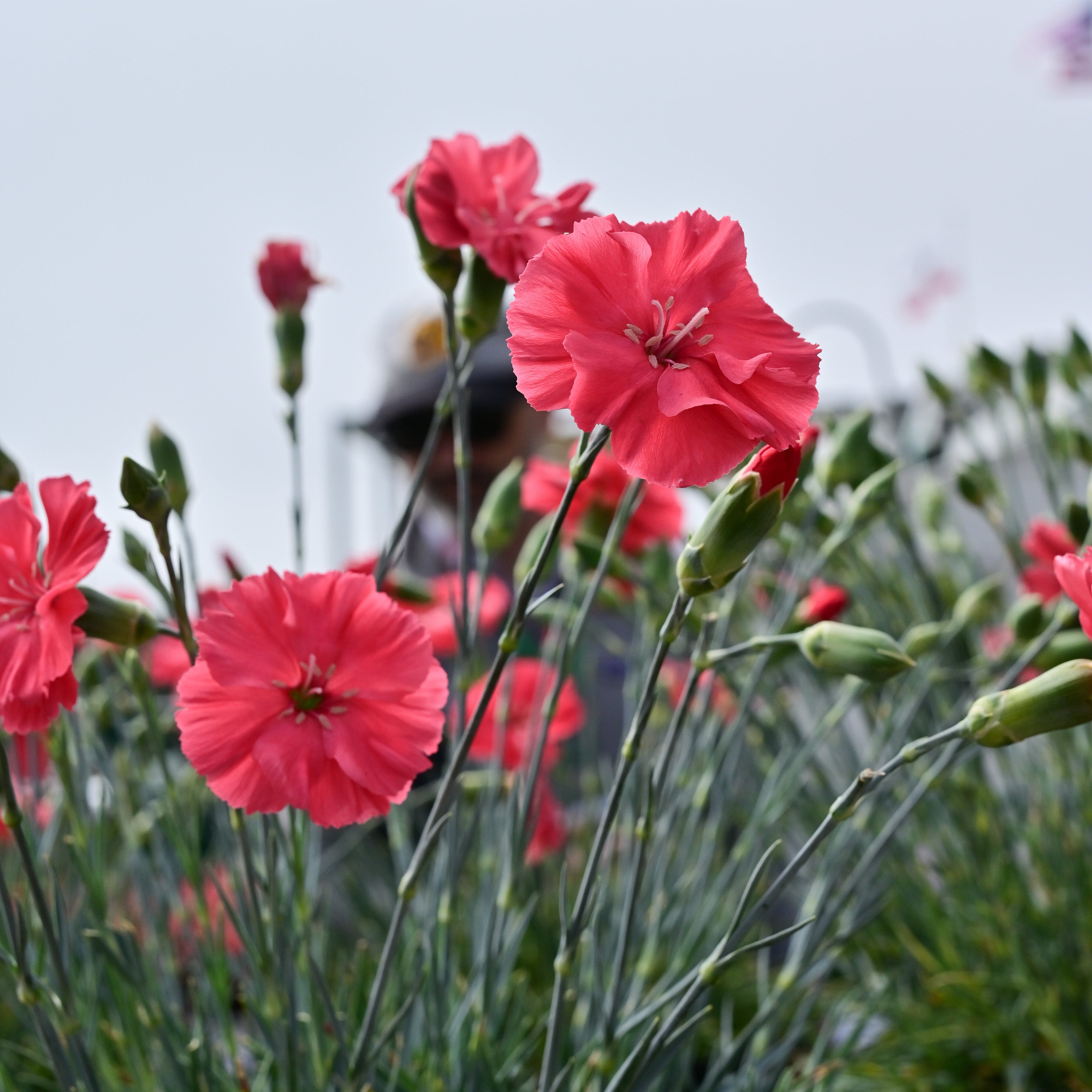 Dianthus American Pie® 'Orange Meringue' ~ Trio of 3 Hefty Plants for Preorder