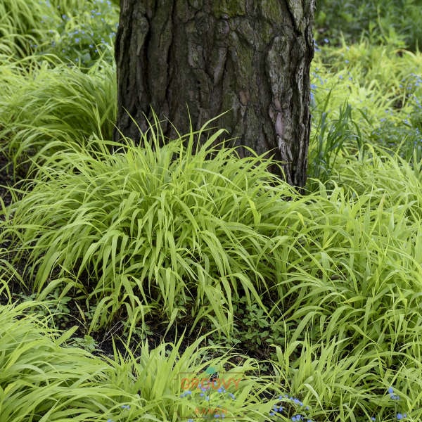 'All Gold' Japanese Forest Grass