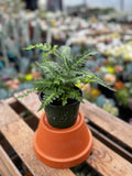 East Indian Holly Fern | Arachniodes aristata 'Variegata'