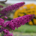 Butterfly Bush 'Queen of Hearts'
