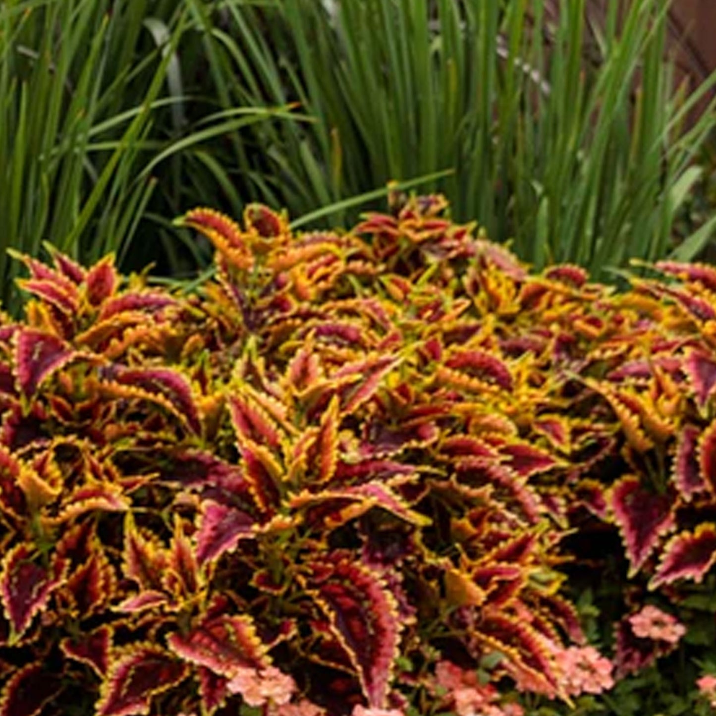 Coleus ColorBlaze® 'El Brighto' ~ Trio of 3 Hefty Plants