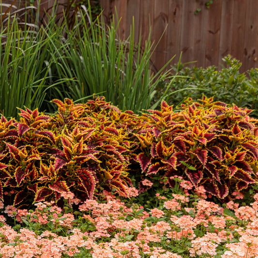 Coleus ColorBlaze® 'El Brighto' ~ Trio of 3 Hefty Plants