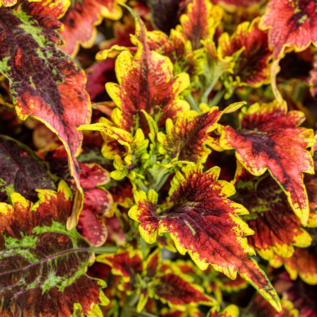 Coleus ColorBlaze® 'El Brighto' ~ Trio of 3 Hefty Plants
