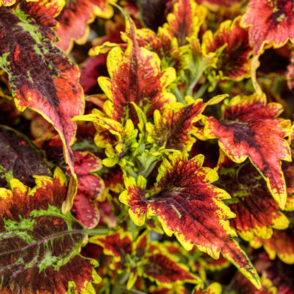 Coleus ColorBlaze® 'El Brighto' ~ Trio of 3 Hefty Plants