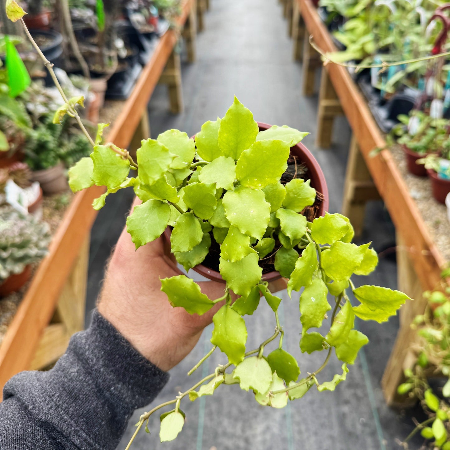 Hoya endauensis | Limited Release