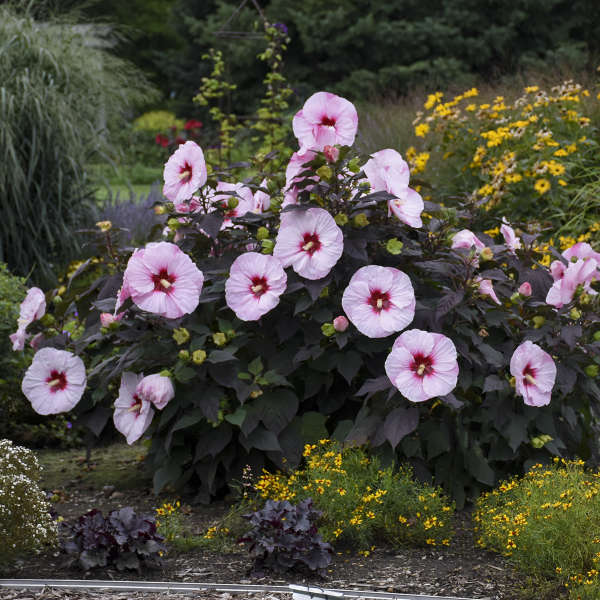 Hibiscus Summerific® 'Perfect Storm'