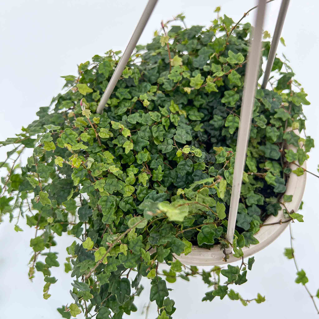 String of Frogs Hanging Basket | Ficus Quercifolia