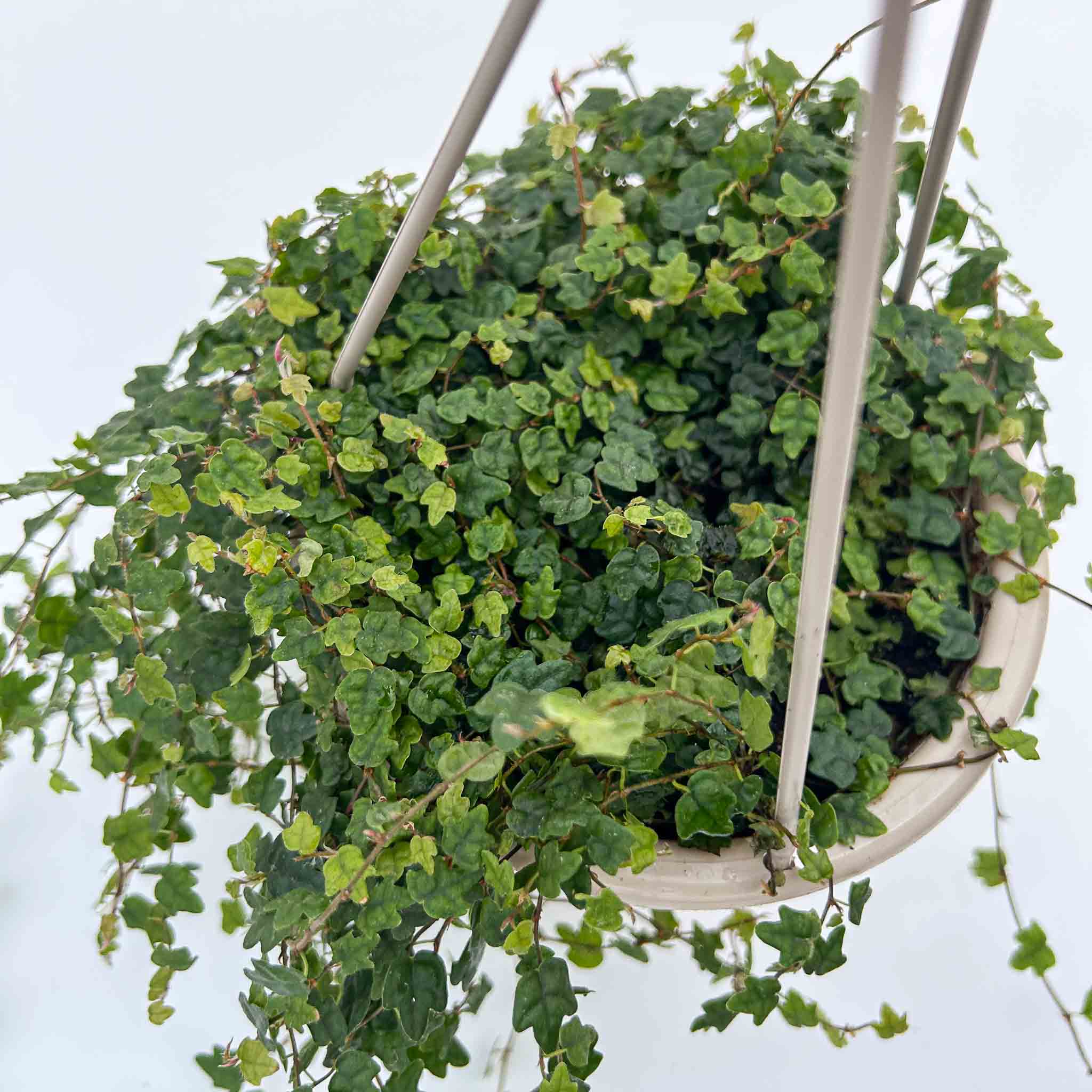 String of Frogs Hanging Basket | Ficus Quercifolia
