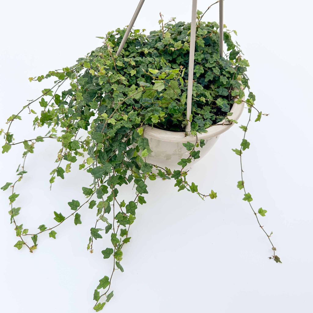 String of Frogs Hanging Basket | Ficus Quercifolia