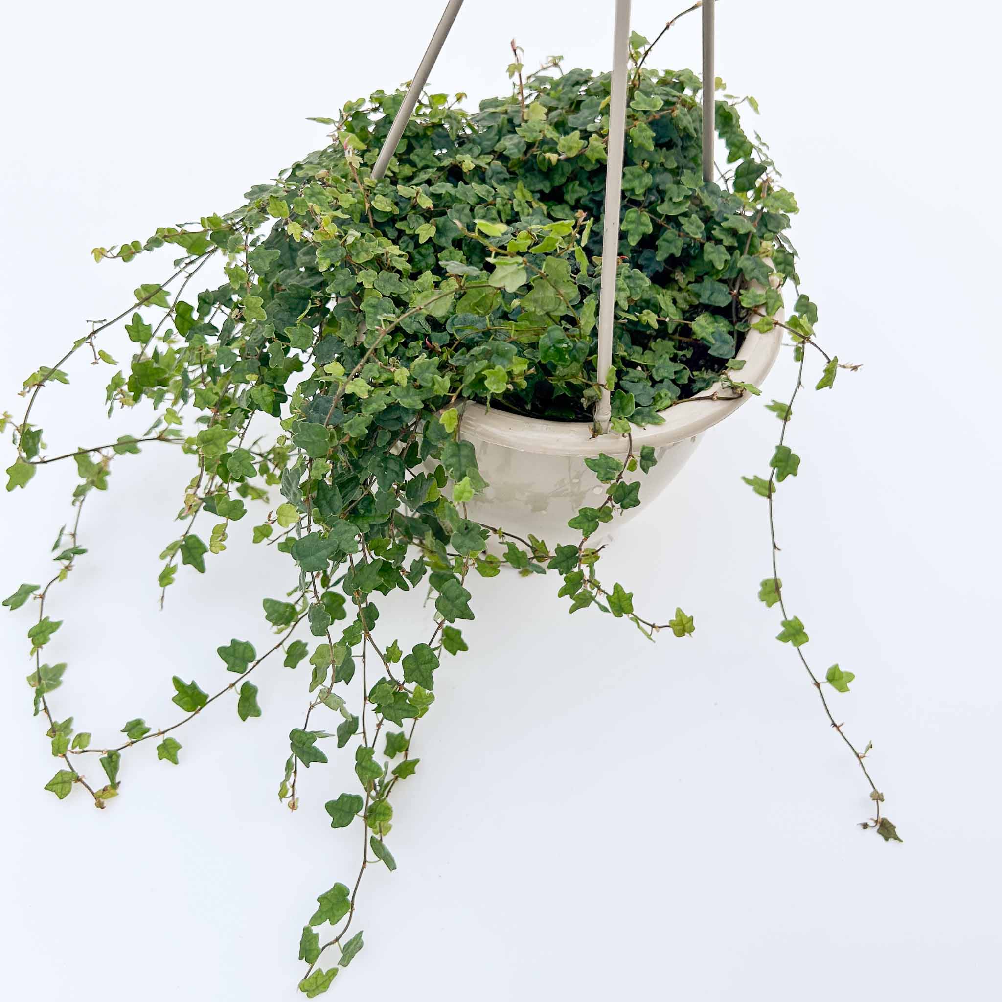 String of Frogs Hanging Basket | Ficus Quercifolia