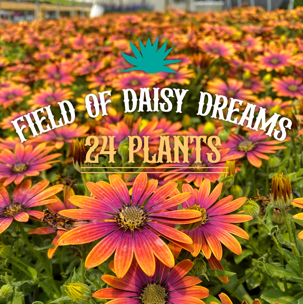 FIELD OF DAISY DREAMS  (24 Plants) AFRICAN DAISY 'ZION™ PURPLE SUN'