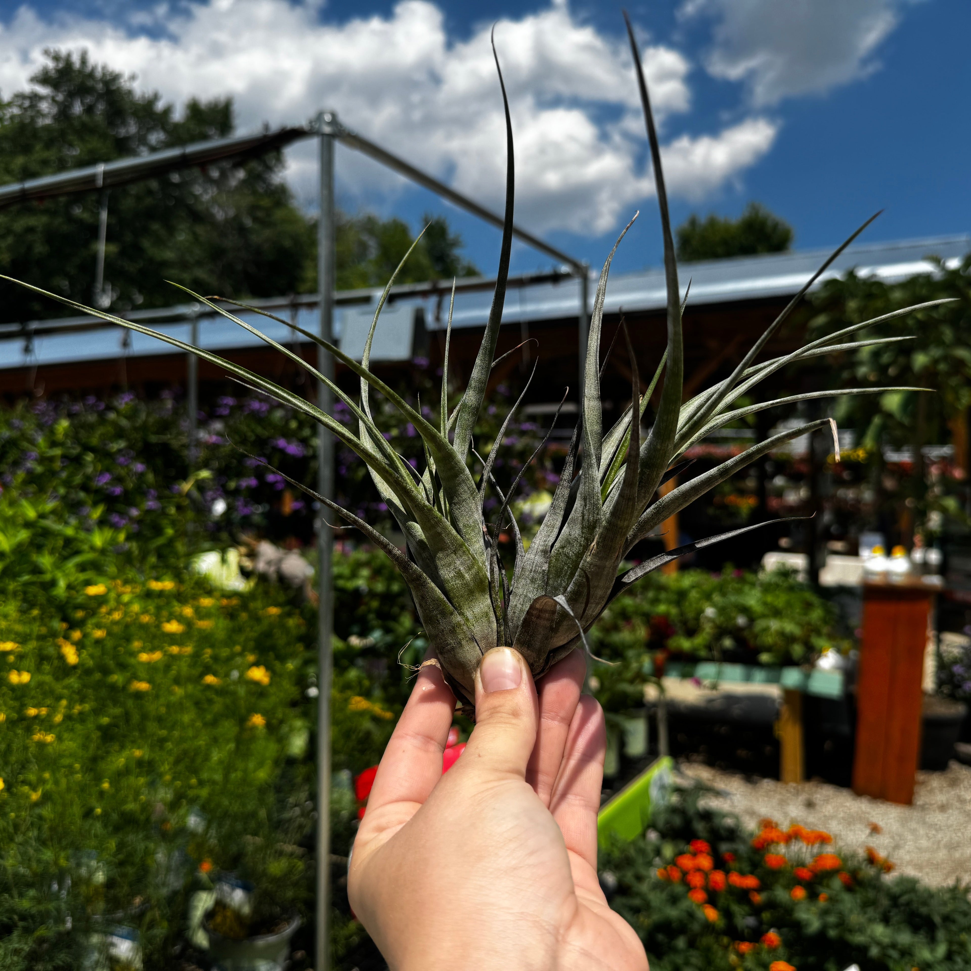 Duo of Tillandsia Flexuosa