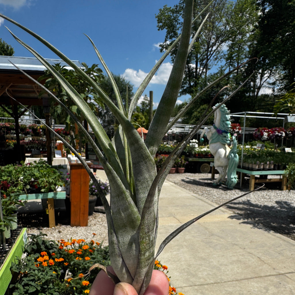 Duo of Tillandsia Flexuosa
