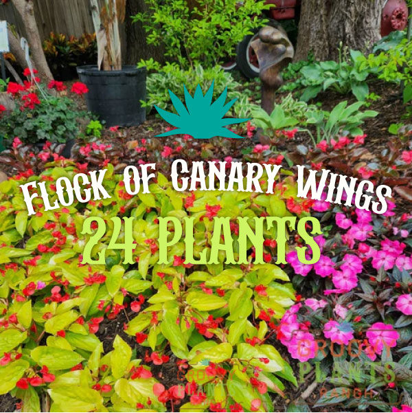 'Canary Wings' Begonia ~ Flock of 24 Hefty Plants for Preorder