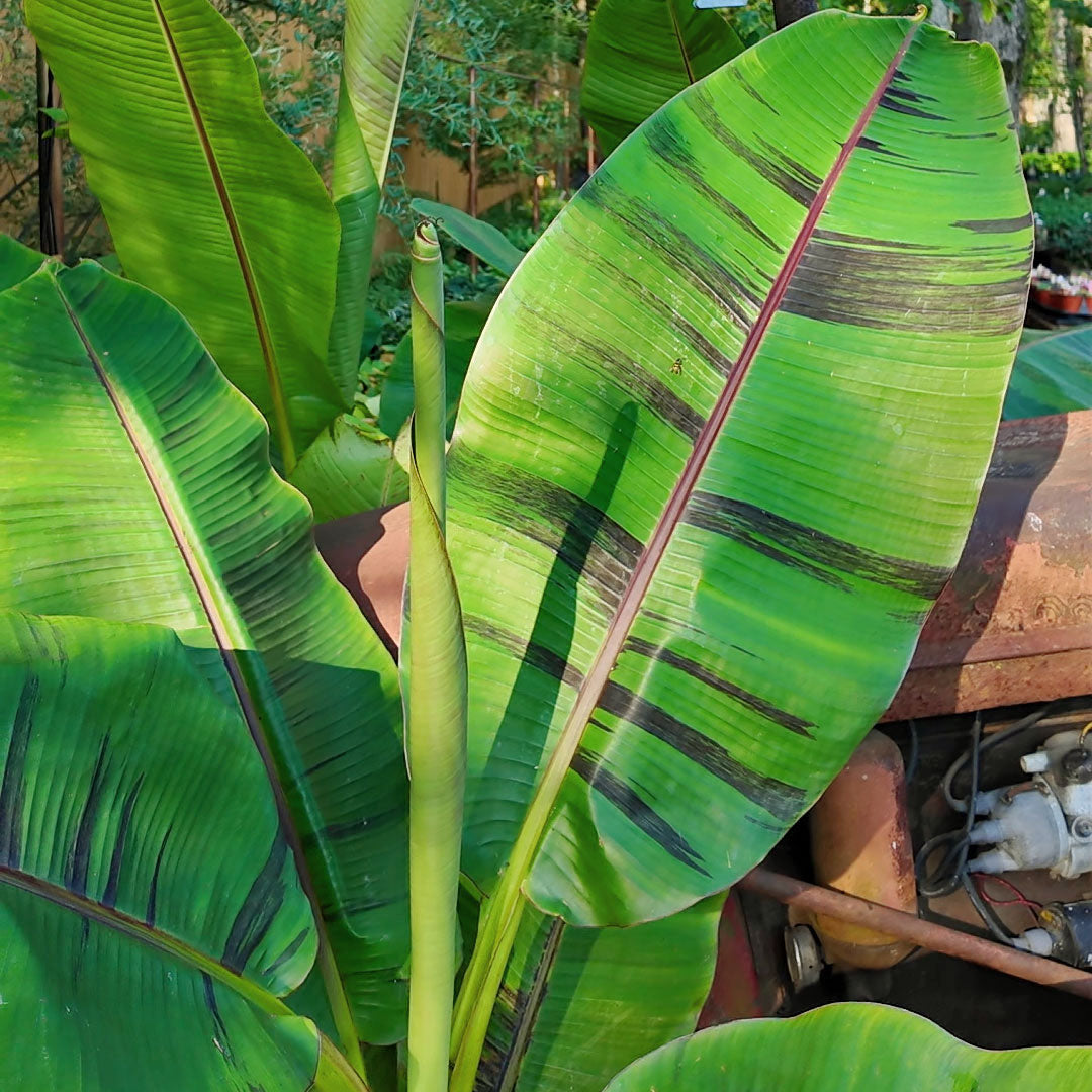 'Ever Red' Winter Hardy Banana