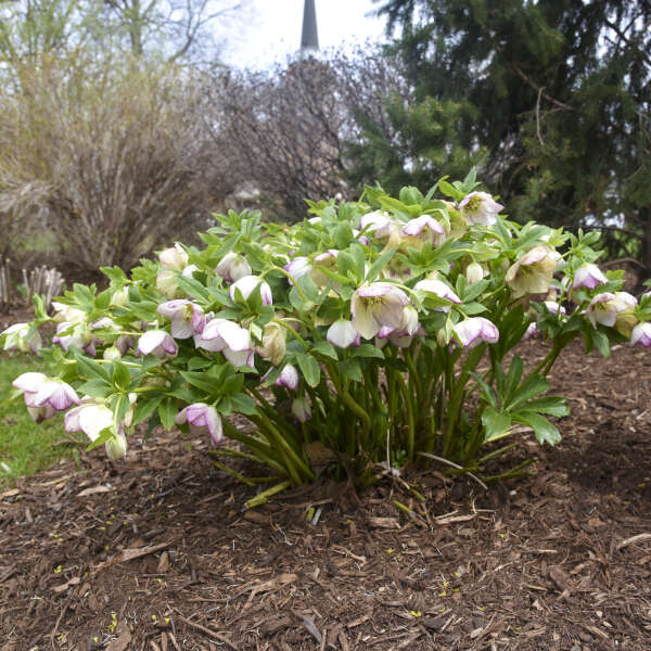 Helleborus 'French Kiss'
