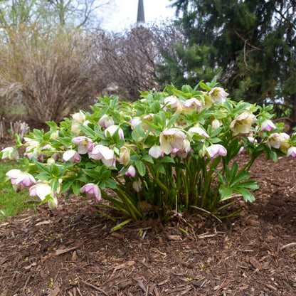 Helleborus 'French Kiss'