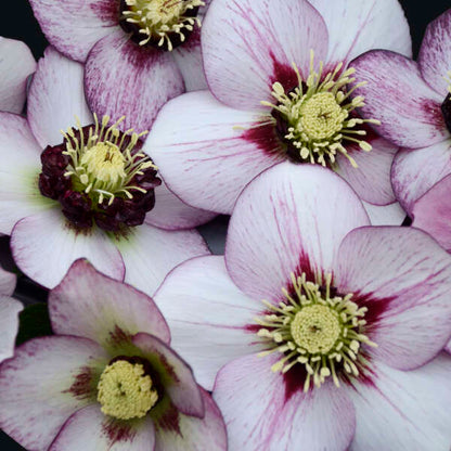 Helleborus 'French Kiss'