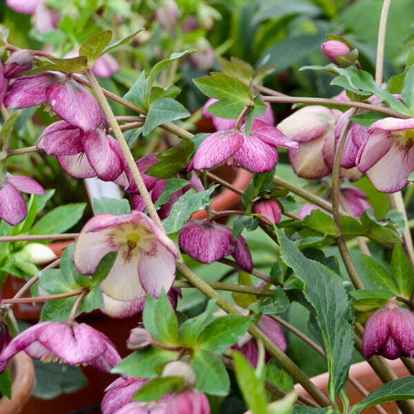 Helleborus 'French Kiss'