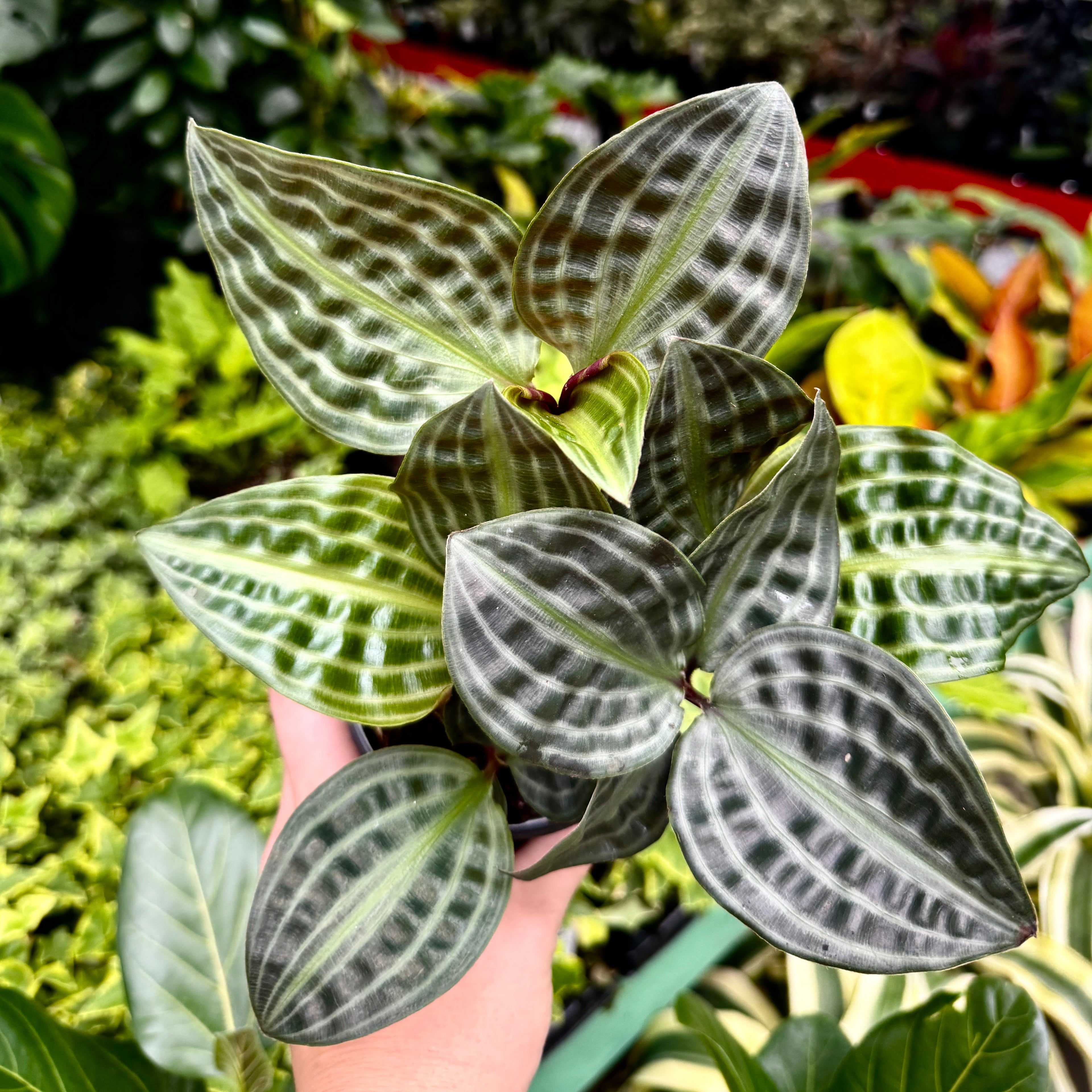 Seersucker Plant | Geogenanthus Popegii