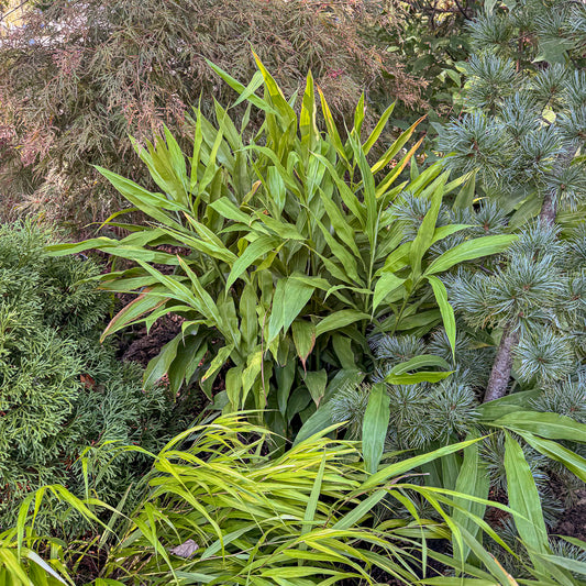 Ohio Hardy Ginger - Zingiber mioga | Limited Release for Pickup Now
