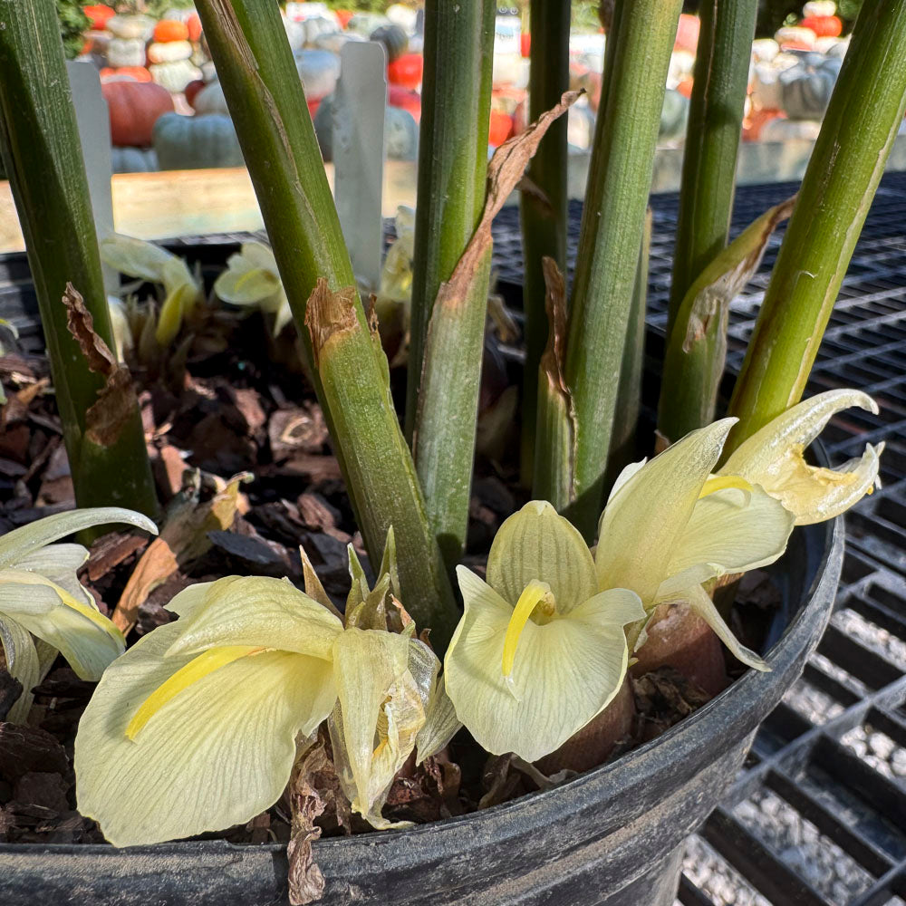 Ohio Hardy Ginger - Zingiber mioga | Limited Release for Pickup Now