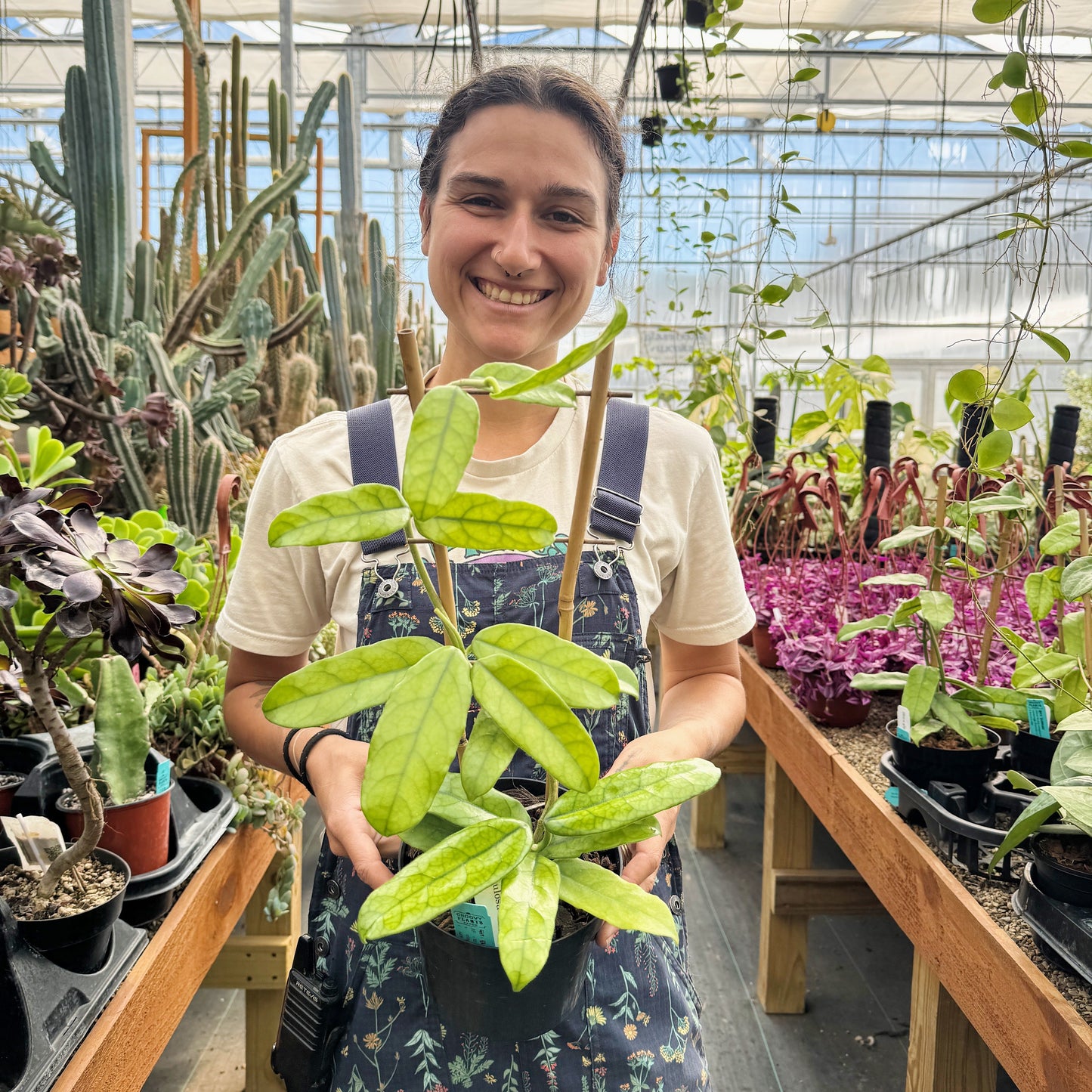 Hoya globulosa | Limited Release