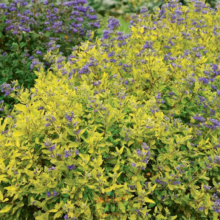 Caryopteris ‘Gold Crest'