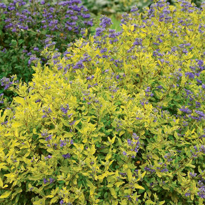 Caryopteris ‘Gold Crest' – Bluebeard   | Limited Release - Pickup Now