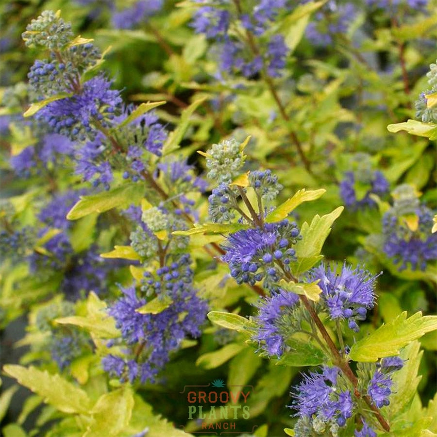 Caryopteris ‘Gold Crest'