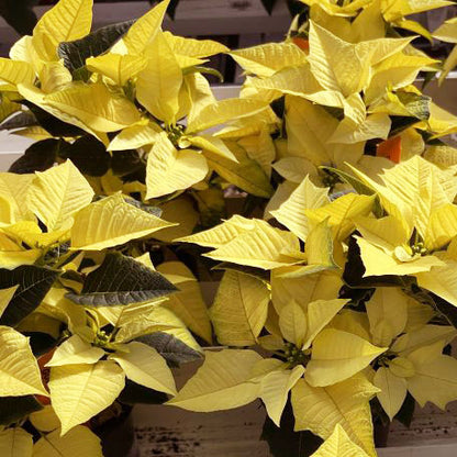 Poinsettia - Yellow Snow