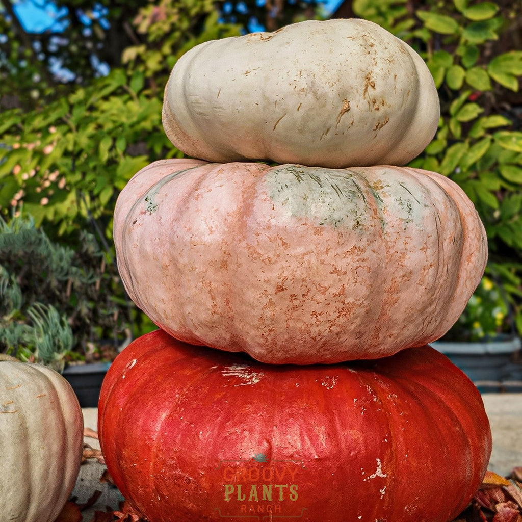 Field of Funky Pumpkins!