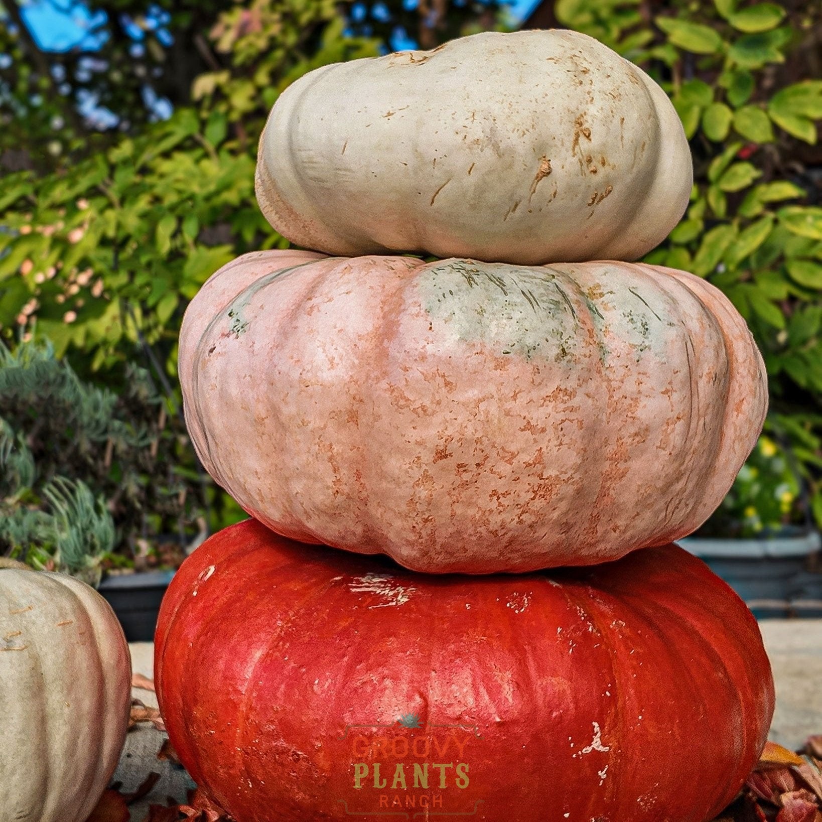 Field of Funky Pumpkins!