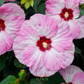 Hibiscus Summerific® 'Spinderella'