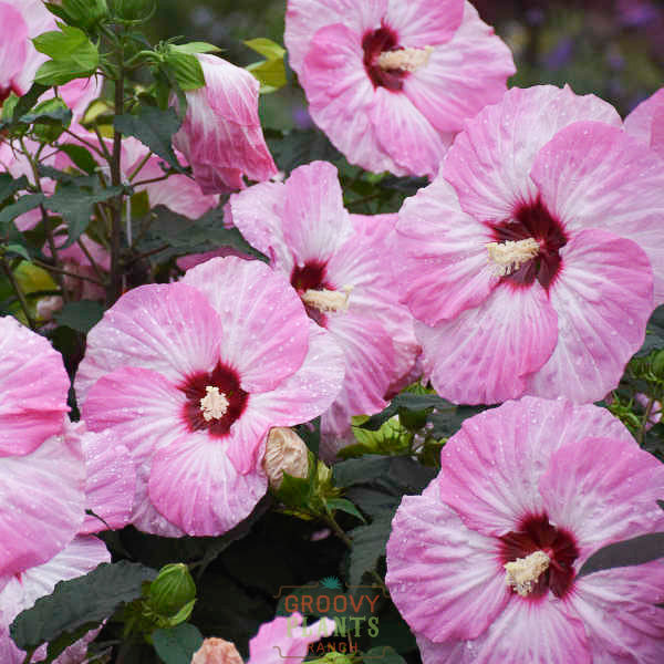 Hibiscus Summerific® 'Spinderella'