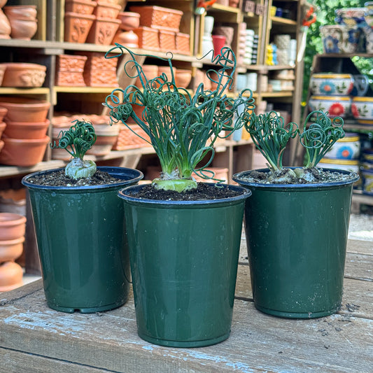 Albuca spiralis ‘Frizzle Sizzle’ | Limited Release for Pickup at The Ranch