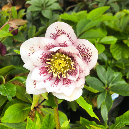 Helleborus 'Shotgun Wedding'
