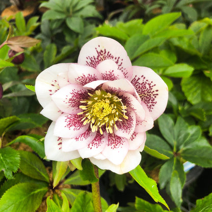 Helleborus 'Shotgun Wedding'
