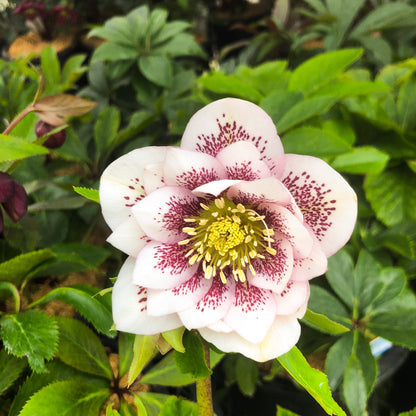Helleborus 'Shotgun Wedding'